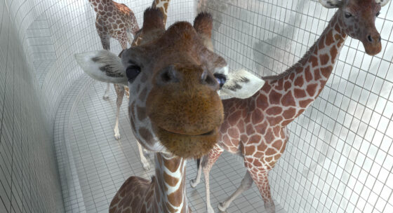 Nahaufnahme einer Giraffe, die direkt in die Kamera blickt, mit weiteren Giraffen im Hintergrund in einem Gitterkäfig.