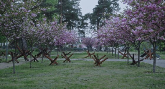 Reihe blühender Kirschbäume mit mehreren Stahlkreuzen auf einer Wiese in einem Park