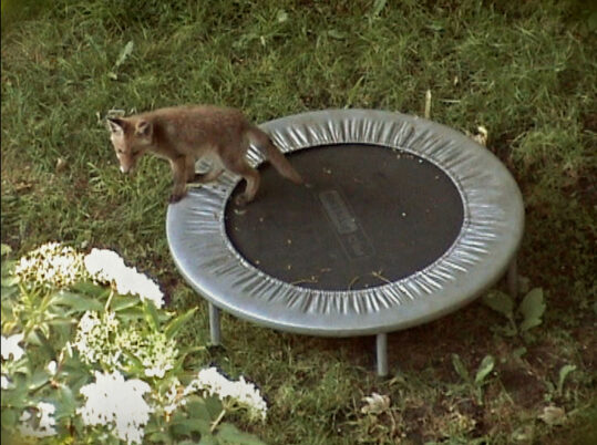 Ein Jungfuchs steht auf einem kleinen Gartentrampolin, umgeben von Gras und weißen Blüten.