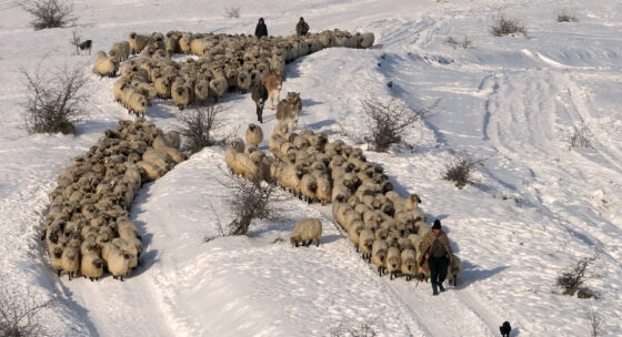 Eine Schafherde im Schnee
