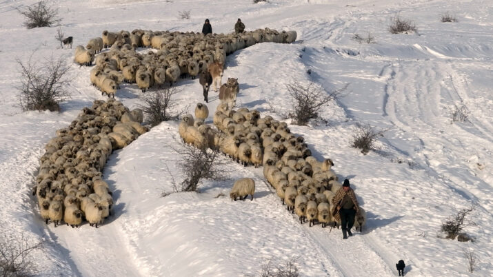Eine Schafherde im Schnee
